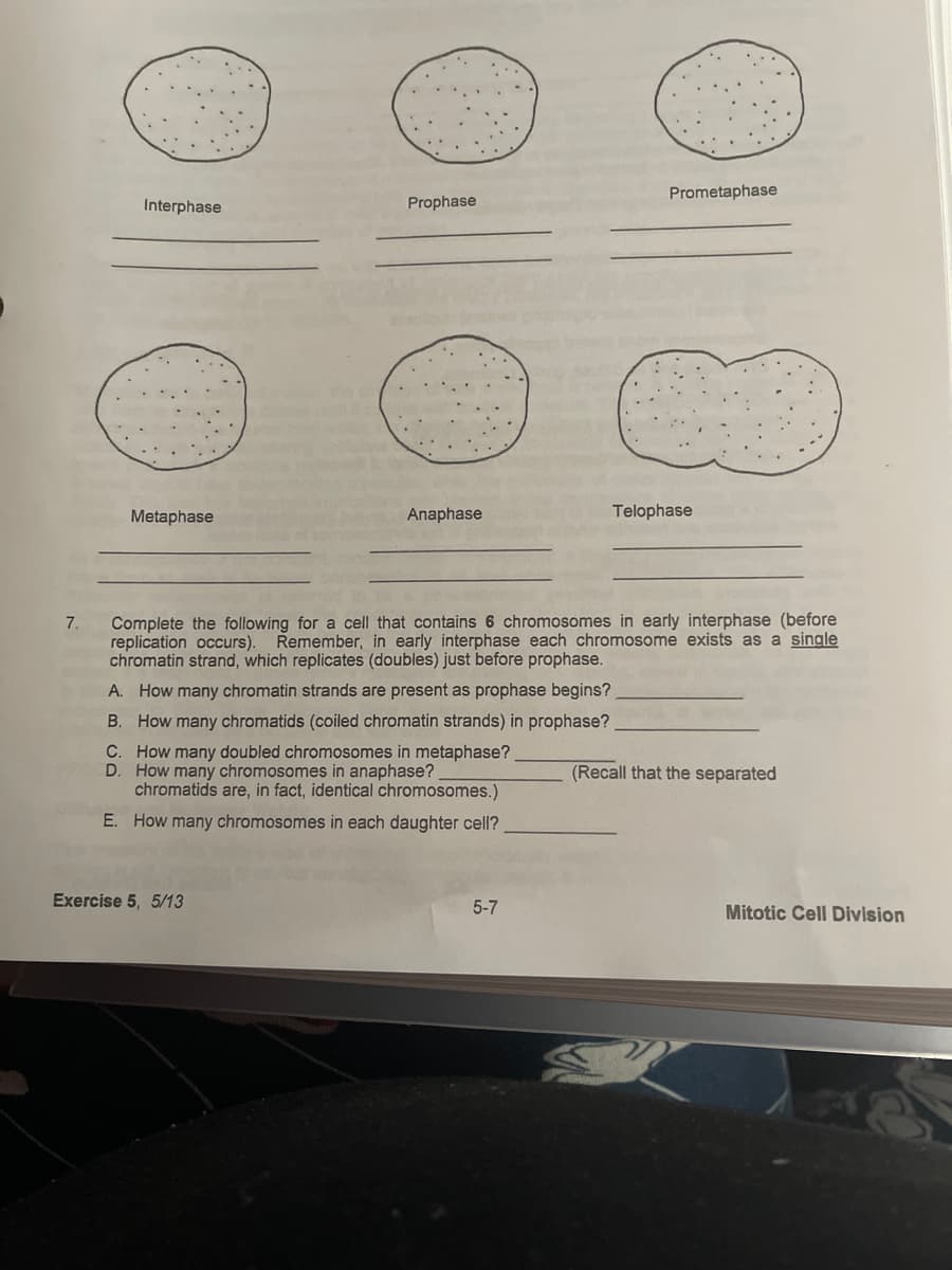 Prometaphase
Interphase
Prophase
Metaphase
Anaphase
Telophase
Complete the following for a cell that contains 6 chromosomes in early interphase (before
replication occurs). Remember, in early interphase each chromosome exists as a single
chromatin strand, which replicates (doubles) just before prophase.
7.
A. How many chromatin strands are present as prophase begins?
B. How many chromatids (coiled chromatin strands) in prophase?
C. How many doubled chromosomes in metaphase?
D. How many chromosomes in anaphase?
chromatids are, in fact, identical chromosomes.)
(Recall that the separated
E. How many chromosomes in each daughter cell?
Exercise 5, 5/13
5-7
Mitotic Cell Division
