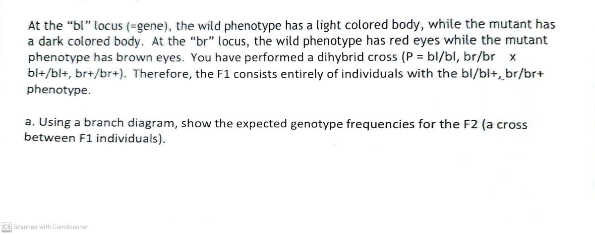 At the "bl" locus (=gene), the wild phenotype has a light colored body, while the mutant has
a dark colored body. At the "br" locus, the wild phenotype has red eyes while the mutant
phenotype has brown eyes. You have performed a dihybrid cross (P = bl/bl, br/br x
bl+/bl+, br+/br+). Therefore, the F1 consists entirely of individuals with the bl/bl+, br/br+
phenotype.
a. Using a branch diagram, show the expected genotype frequencies for the F2 (a cross
between F1 individuals).
CS Scanned with CamScanner