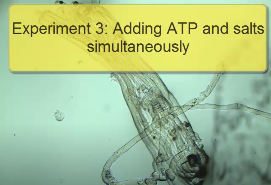 Experiment 3: Adding ATP and salts
simultaneously
