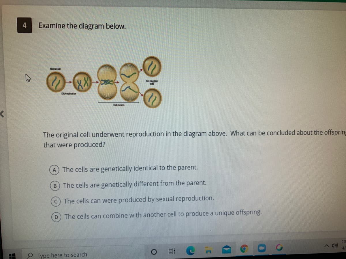 4.
Examine the diagram below.
Muher ol
88
Two dugtar
DNAolon
Call cson
The original cell underwent reproduction in the diagram above
that were produced?
What can be concluded about the offspring
A The cells are genetically identical to the parent.
B The cells are genetically different from the parent.
The cells can were produced by sexual reproduction.
D The cells can combine with another cell to produce a unique offspring.
10
A 4)
Type here to search
立
