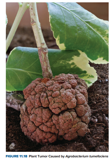 FIGURE 11.18 Plant Tumor Caused by Agrobacterium tumefaciens
