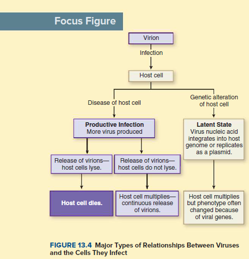 Focus Figure
Virion
Infection
Host cell
Disease of host cell
Genetic alteration
of host cell
Latent State
Virus nucleic acid
integrates into host
genome or replicates
as a plasmid.
Productive Infection
More virus produced
Release of virions-|| Release of virions-
host cells lyse.
host cells do not lyse.
Host cell multiplies
but phenotype often
changed because
of viral genes.
Host cell multiplies-
continuous release
Host cell dles.
of virions.
FIGURE 13.4 Major Types of Relationships Between Viruses
and the Cells They Infect
