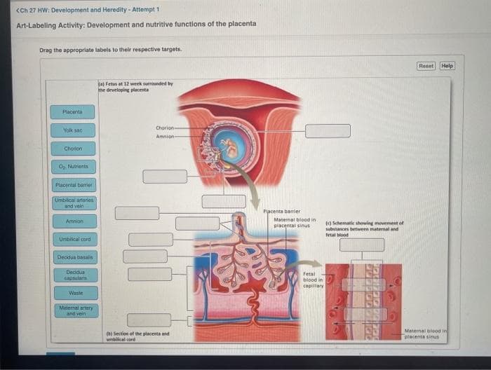 (Ch 27 HW: Development and Heredity - Attempt 1
Art-Labeling Activity: Development and nutritive functions of the placenta
Drag the approprlate labels to their respective targets.
Reset Help
ja Fetus at 12 week surrunded by
he developing placenta
Placenta
Chorion
Nolk san
Amnion
Choson
O, Nutrients
Placental berrier
Umblical artares
and vein
Placenta barier
Maternal blood in
Ammion
() Schematic showing movement of
substances between maternal and
piacental sinus
fetal blood
Umbical cord
Decidua basais
Decidua
sauularis
Fetal
blood in
capillary
Wante
Matermal artery
and vein
( Section of the placenta and
wnbilical cord
Maternal blood in
placenta sinus
