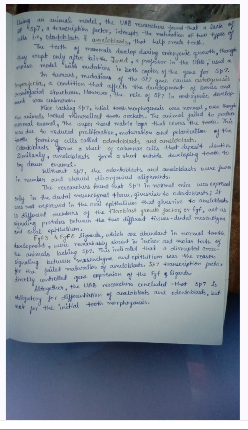 an animal model, the UAB researchers found that a lack of
Using
Se sp7, a trancription factor, interupts the maturation of two types of
alls i.e, odontoblasts & ameloblasts, that help create teeth.
The teeth of mammals develop during embryonic growth, though
they erupt only after birth. Javed, a professor in the UAB; used a
mouse model with mutations in both copies of the gene for Sp7.
In humans, mutations
the SP7
Imperfecta, a condition that affects the development of bones and
causes asteogenesis
дене
craniofacial structures. However, the role of SP7 in embryonic develop
ment was unknown.
Mice lacking Sp7, intial tooth morphogenesis was normal, even though
the animals lacked mineralized tooth sockets. The animal failed to produce
normal enamel, the super hard matrix lager that covers the tooth. This
was due to reduced proliferation, maturation and polarization of
tooth forming cells called odontoblasts and ameloblasts.
Odonto blasts form a of
columnar cells that deposit dentin.
Similarly, ameloblasts form a sheet outside developing
the
sheet
tooth to
down enamel.
bay
klithout sp7, the odontoblasts and ameloblasts were fewer
in number and showed disorganized alignments.
The researchers found that sp7 in normal mice was expressed
only in the dental mesenchymal tissue, givesrise to odontoblasts; it
was not expressed in the oral epithelium that gives rise to ameloblasts.
13 different members of the fibroblast growth factor, or fgf, act as
signaling proteins between the two different tissues-dental mesenchyme
and oral epithelium.
Fgf 3 4 Fgf8 ligands, which are abundant in normal tooth
development, were remarkably absent in incisor and molar teeth of
the animals lacking sp7. This indicated that
a disrupted cross-
signaling
between mesenchyme and epithilium was the reason
for the failed maturation of ameloblasts. Sp7 transcription factor
gene expression of the Fgf of ligands.
directly controlled
Altogether, the UAB researchers concluded that sp7 is
obligatory for differentiation of ameloblasts and odontoblasts, but
the initial tooth morphogenesis.
not
for
