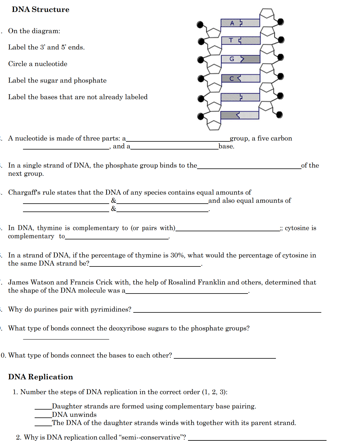 DNA Structure
On the diagram:
Label the 3' and 5' ends.
G
Circle a nucleotide
Label the sugar and phosphate
Label the bases that are not already labeled
A nucleotide is made of three parts: a
and a
_group, a five carbon
base.
In a single strand of DNA, the phosphate group binds to the
next group.
of the
