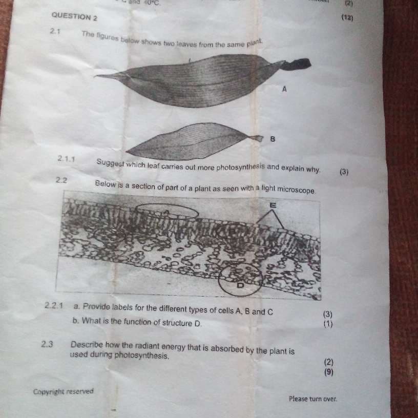 QUESTION 2
2.1
10-C
The figures below shows two leaves from the same plant
B
A
(12)
2.1.1
Suggest which leaf carries out more photosynthesis and explain why.
(3)
2.2
Below is a section of part of a plant as seen with a light microscope.
E
2.2.1
a. Provide labels for the different types of cells A, B and C
b. What is the function of structure D.
(3)
(1)
2.3
Describe how the radiant energy that is absorbed by the plant is
used during photosynthesis.
227
(2)
(9)
Copyright reserved
Please turn over.