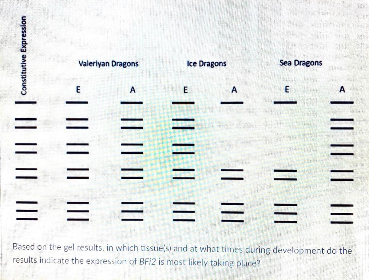 Valeriyan Dragons
Ice Dragons
Sea Dragons
E
E
Based on the gel results, in which tissue(s) and at what times during development do the
results indicate the expression of BFI2 is most likely taking place?
IL || || ||
|| ||
A.
E.
L || || || ||
A,
T || || || ||
1|||| || ||
Constitutive Expression
