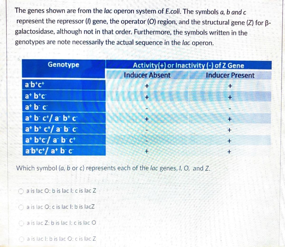 The genes shown are from the lac operon system of E.coli. The symbols a, b and c
а,
represent the repressor (I) gene, the operator (O) region, and the structural gene (Z) for B-
galactosidase, although not in that order. Furthermore, the symbols written in the
genotypes are note necessarily the actual sequence in the lac operon.
Genotype
Activity(+) or Inactivity (-) of Z Gene
Inducer Absent
Inducer Present
abtc*
at btc
+.
at b c
at b ct/ a b+ c
at b+ c+/ a bC
at btc/ a b c+
abtct/ at b c
Which symbol (a, b or c) represents each of the lac genes, I, O, and Z.
O a is lac O: b is lac I; c is lac Z
O a is lac O: c is lac I: b is lacZ
O a is lac Z: b is lac I; c is lac O
O a is lac l: b is lac O: c is lac Z
