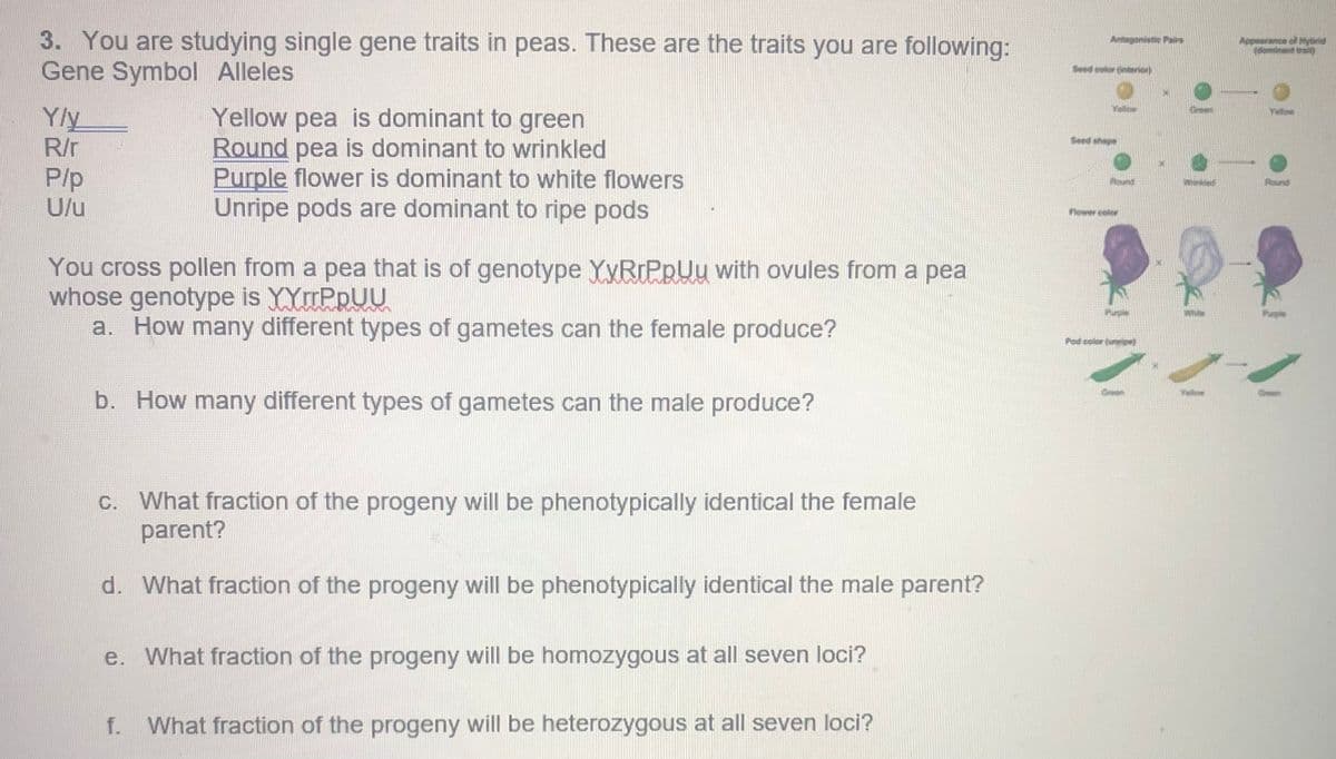 3. You are studying single gene traits in peas. These are the traits you are following:
Gene Symbol Alleles
enistic Pairs
Appeerance of Hybrid
dominant ait)
Seed eoler deteric
Yellow pea is dominant to green
Round pea is dominant to wrinkled
Purple flower is dominant to white flowers
Unripe pods are dominant to ripe pods
Yly
R/r
Yellow
P/p
U/u
ound
Wrinkied
Round
Flower clor
You cross pollen from a pea that is of genotype YyRrPpUu with ovules from a pea
whose genotype is YYrrPpUU
a. How many different types of gametes can the female produce?
Pod color (up)
b. How many different types of gametes can the male produce?
C. What fraction of the progeny will be phenotypically identical the female
parent?
d. What fraction of the progeny will be phenotypically identical the male parent?
e. What fraction of the progeny will be homozygous at all seven loci?
f. What fraction of the progeny will be heterozygous at all seven loci?
