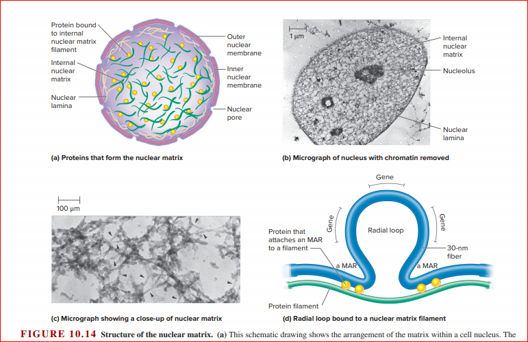 Protein bound
to internal
Outer
1 μη
Internal
nuclear matrix
nuclear
nuclear
filament
membrane
matrix
Internal
Inner
nuclear
Nucleolus
matrix
nuclear
membrane
Nuclear
lamina
- Nuclear
pore
Nuclear
lamina
(a) Proteins that form the nuclear matrix
(b) Micrograph of nucleus with chromatin removed
Gene
100 μπ
Protein that
Radial loop
attaches an MAR
to a filament
30-nm
fiber
a MAR
a MAR
Protein filament
(c) Micrograph showing a close-up of nuclear matrix
(d) Radial loop bound to a nuclear matrix filament
FIGURE 10.14 Structure of the nuclear matrix. (a) This schematic drawing shows the arrangement of the matrix within a cell nucleus. The
Gene
Gene
