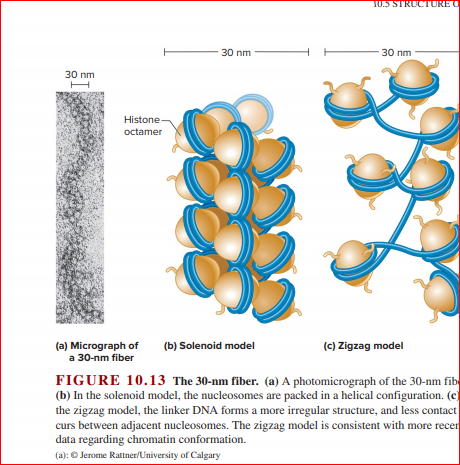 T0.5 STRUCTURE O
30 nm
30 nm
30 nm
Histone-
octamer
(a) Micrograph of
(b) Solenoid model
(c) Zigzag model
a 30-nm fiber
FIGURE 10.13 The 30-nm fiber. (a) A photomicrograph of the 30-nm fib
(b) In the solenoid model, the nucleosomes are packed in a helical configuration. (c)
the zigzag model, the linker DNA forms a more irregular structure, and less contact
curs between adjacent nucleosomes. The zigzag model is consistent with more recen
data regarding chromatin conformation.
(a): © Jerome Rattner/University of Calgary
