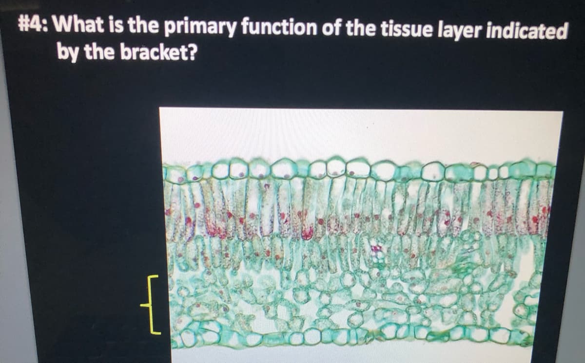 #4: What is the primary function of the tissue layer indicated
by the bracket?
{
