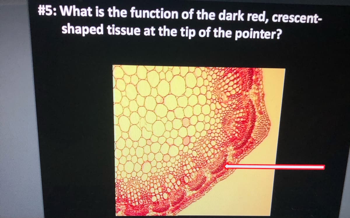 #5: What is the function of the dark red, crescent-
shaped tissue at the tip of the pointer?
