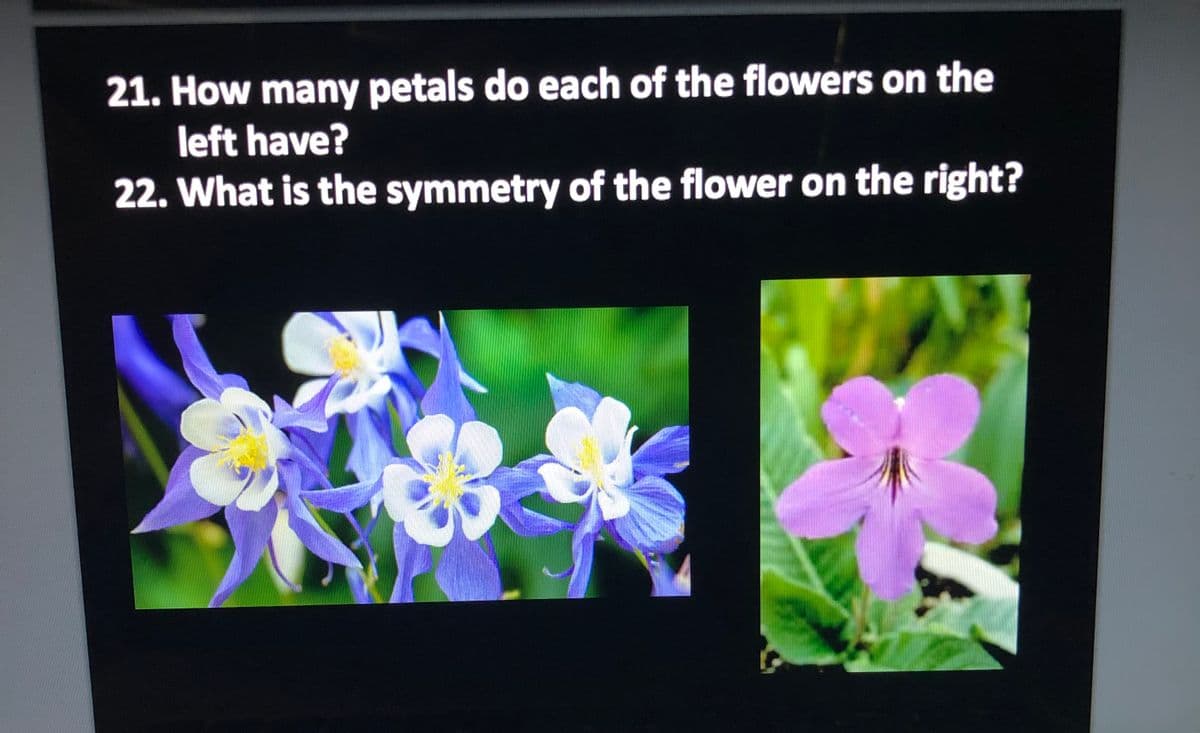 21. How many petals do each of the flowers on the
left have?
22. What is the symmetry of the flower on the right?
