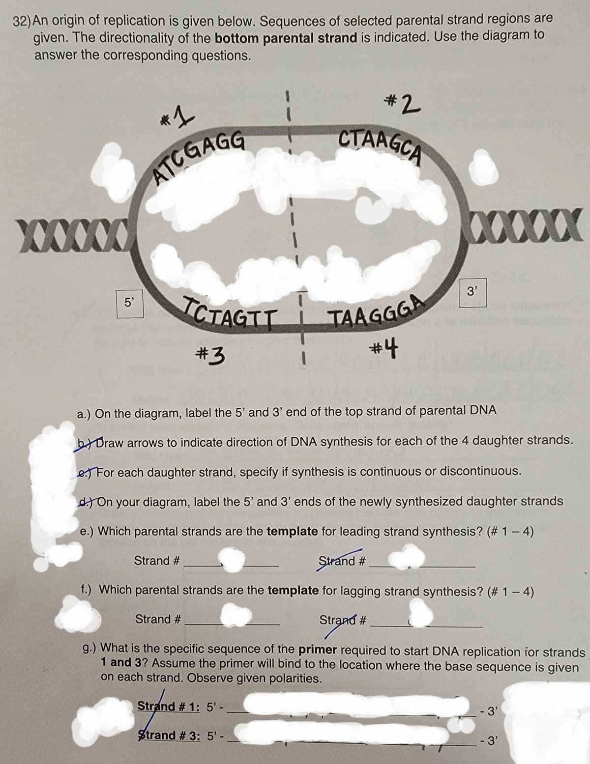32)An origin of replication is given below. Sequences of selected parental strand regions are
given. The directionality of the bottom parental strand is indicated. Use the diagram to
answer the corresponding questions.
#2
*1
CTAAGCA
ATCGAGG
XXXXX
XXXX
3'
ICTAGTT
5'
ge exon
#3
a.) On the diagram, label the 5' and 3' end of the top strand of parental DNA
b Draw arrows to indicate direction of DNA synthesis for each of the 4 daughter strands.
e) For each daughter strand, specify if synthesis is continuous or discontinuous.
d) On your diagram, label the 5' and 3' ends of the newly synthesized daughter strands
e.) Which parental strands are the template for leading strand synthesis? (# 1- 4)
Strand #
Strand #
f.) Which parental strands are the template for lagging strand synthesis? (# 1- 4)
Strand #
Strand #
g.) What is the specific sequence of the primer required to start DNA replication ior strands
1 and 3? Assume the primer will bind to the location where the base sequence is given
on each strand. Observe given polarities.
Strand # 1: 5' -
-3'
%D
Strand # 3: 5' -
-3'
