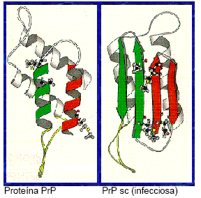 Proteína PrP
PrP sc (infecciosa)
SC
