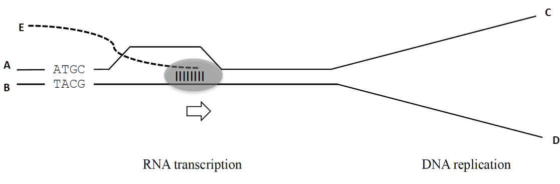 E
A
ATGC
TACG
В
RNA transcription
DNA replication
