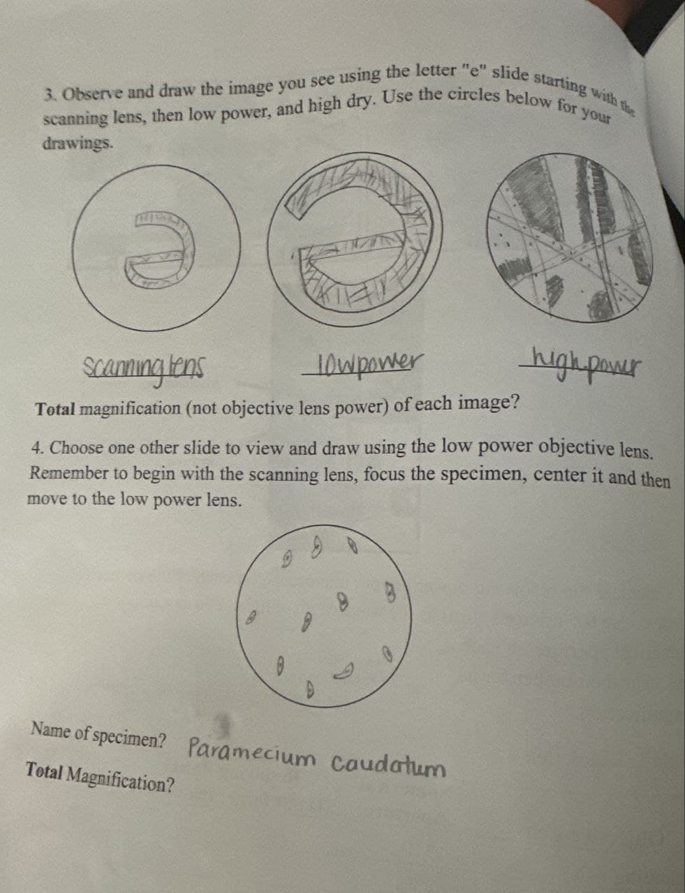 3. Observe and draw the image you see using the letter "e" slide starting with the
scanning lens, then low power, and high dry. Use the circles below for your
drawings.
Scanning tens
10wpower
high power
Total magnification (not objective lens power) of each image?
4. Choose one other slide to view and draw using the low power objective lens.
Remember to begin with the scanning lens, focus the specimen, center it and then
move to the low power lens.
G
O
P
9
C
Name of specimen? Paramecium caudatum
Total Magnification?