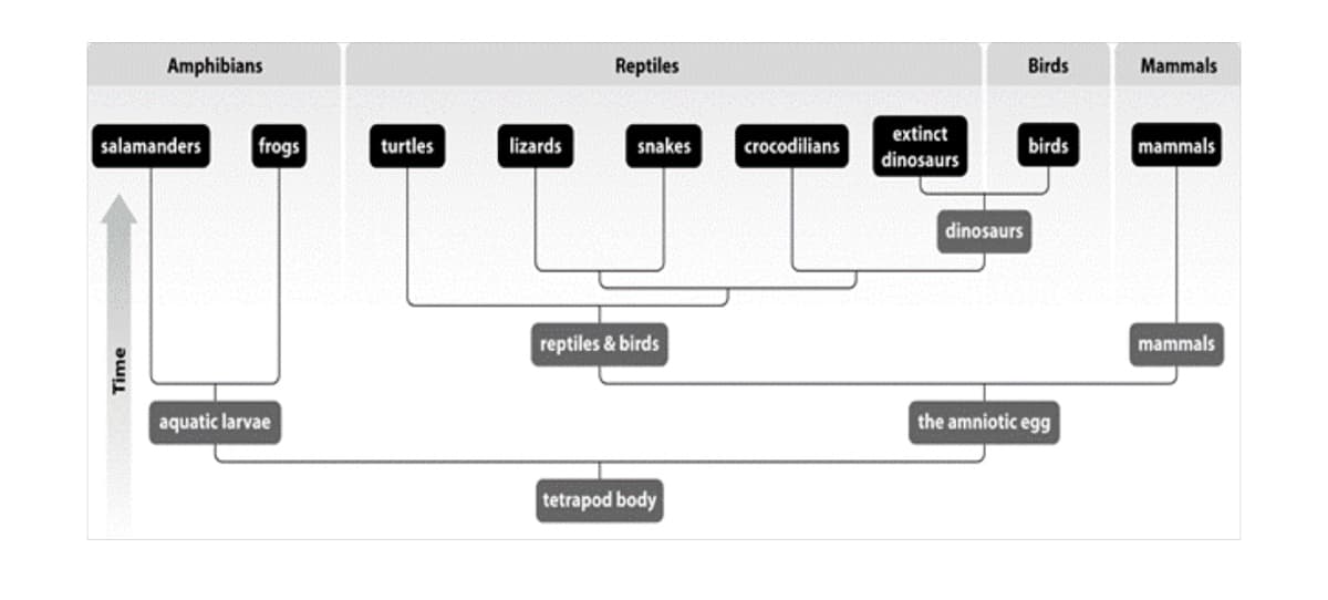 Amphibians
Reptiles
Birds
Mammals
extinct
salamanders
frogs
turtles
lizards
snakes
crocodilians
birds
mammals
dinosaurs
dinosaurs
reptiles & birds
mammals
aquatic larvae
the amniotic egg
tetrapod body
Time

