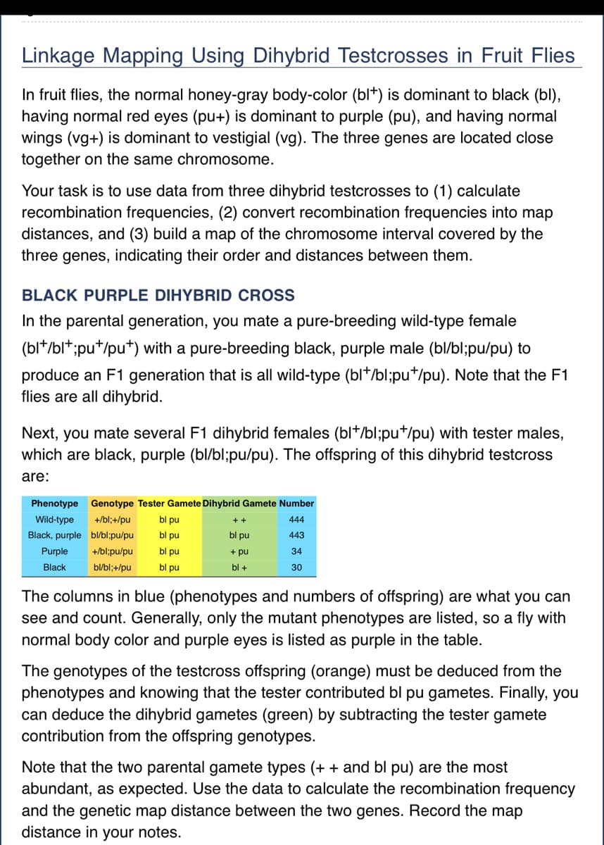 Linkage Mapping Using Dihybrid Testcrosses in Fruit Flies
In fruit flies, the normal honey-gray body-color (bl*) is dominant to black (bl),
having normal red eyes (pu+) is dominant to purple (pu), and having normal
wings (vg+) is dominant to vestigial (vg). The three genes are located close
together on the same chromosome.
Your task is to use data from three dihybrid testcrosses to (1) calculate
recombination frequencies, (2) convert recombination frequencies into map
distances, and (3) build a map of the chromosome interval covered by the
three genes, indicating their order and distances between them.
BLACK PURPLE DIHYBRID CROSS
In the parental generation, you mate a pure-breeding wild-type female
(bl+/blt;put/pu+) with a pure-breeding black, purple male (bl/bl;pu/pu) to
produce an F1 generation that is all wild-type (bl+/bl;pu*/pu). Note that the F1
flies are all dihybrid.
Next, you mate several F1 dihybrid females (bl+/bl;pu*/pu) with tester males,
which are black, purple (bl/bl;pu/pu). The offspring of this dihybrid testcross
are:
Phenotype Genotype Tester Gamete Dihybrid Gamete Number
+/bl;+/pu
444
bl/blipu/pu
443
Wild-type
Black, purple
Purple
Black
34
+/bl;pu/pu
bl/bl;+/pu
30
bl pu
bl pu
bl pu
bl pul
++
bl pu
+ pu
bl +
The columns in blue (phenotypes and numbers of offspring) are what you can
see and count. Generally, only the mutant phenotypes are listed, so a fly with
normal body color and purple eyes is listed as purple in the table.
The genotypes of the testcross offspring (orange) must be deduced from the
phenotypes and knowing that the tester contributed bl pu gametes. Finally, you
can deduce the dihybrid gametes (green) by subtracting the tester gamete
contribution from the offspring genotypes.
Note that the two parental gamete types (+ + and bl pu) are the most
abundant, as expected. Use the data to calculate the recombination frequency
and the genetic map distance between the two genes. Record the map
distance in your notes.