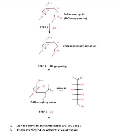 0-H
D-Glucose, cyclic
(D-Glucopyranose)
STEP 1
0-H
-0.
0-
D-Glucopyranosyloxy anion
STEP 2 Ring-opening
H-
same as
H-
D-Glucosyloxy anion
STEP 3 H0
i.
Draw the arrows for the transformation of STEPS 1 and 2
ii.
Encircle the HEMIACETAL carbon on D-Glucopyranose
