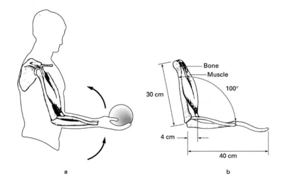 - Bone
-Muscle
100°
30 cm
4 cm
40 cm
b
