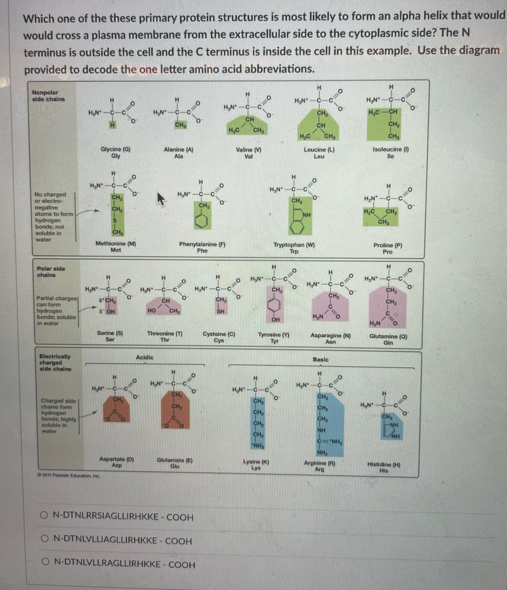 Which one of the these primary protein structures is most likely to form an alpha helix that would
would cross a plasma membrane from the extracellular side to the cytoplasmic side? The N
terminus is outside the cell and the C terminus is inside the cell in this example. Use the diagram
provided to decode the one letter amino acid abbreviations.
Nonpolar
side chains
No charged
or electro-
negative
atoms to form
hydrogen
bonds; not
soluble in
water
Polar side
chains
Partial charges
can form
hydrogen
bonds; soluble
in water
Electrically
charged
side chains
Charged side
chains form
hydrogen
bonds; highly
soluble in
water
H
H₂N-C-C
H₂N-C-
H₂N+
Glycine (G)
Gly
H
H
H₂N*
Methionine (M)
Met
C
8*CH₂
6 OH
2011 Pearson Education, Inc.
CH₂
CH₂
S
CH₂
=0
Serine (S)
Ser
c=0
O
O
Aspartate (D)
Asp
20
H₂N-C- с
CH₂
H₂N*
HO
Acidic
Alanine (A)
Ala
H
L
CH
C
H₂N-C C
CH₂
CH₂
Threonine (T
Thr
H₂N C
Phenylalanine (F)
Phe
O
0=0
CH₂
CH₂
Glutamate (E)
Glu
ON-DTNLRRSIAGLLIRHKKE - COOH
H₂N+
ON-DTNLVLLIAGLLIRHKKE-COOH
ON-DTNLVLLRAGLLIRHKKE - COOH
H
H₂N-C-
CH₂
SH
H₂C
C
Cysteine (C)
Cys
H
0
H₂N
CH
C
Valine (V)
Val
CH₂
H₂N*
O
O
H₂N+
H
C C
CH₂
CH₂
CH₂
CH₂
NH₂
Lysine (K)
Lys
Tyrosine (Y)
Tyr
C
CH₂
OH
20
H₂N-C C
H
Tryptophan (W)
Trp
C
CH₂
O
H₂C CH₂
Leucine (L)
Leu
NH
H
CH₂
CH
H₂N
H₂N-
H
H₂N-C-C
Basic
H
O
O
CH₂
C
Asparagine (N)
Asn
CH₂
CH₂
CH₂
NH
=0
Arginine (R)
Arg
O
010
10
CNH,
NH₂
H₂N* C-
H₂CCH
Isoleucine (1)
lle
CH₂
CH₂
H
H₂N* -C-
с
H₂C
CH₂
CH₂
H₂N
Proline (P)
Pro
H₂N-C-
H
H₂N-C
-C-C
CH₂
CH₂
C
C
CH₂
Glutamine (Q)
Gin
=0
C
NH
=0
NH
Histidine (H)
His
O
o
=0
O