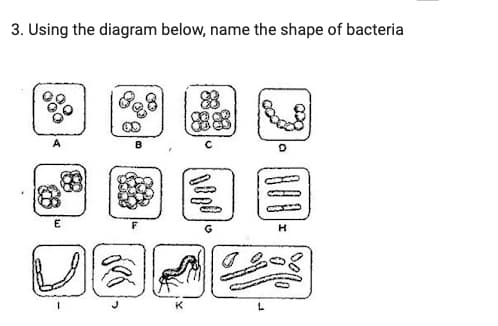 3. Using the diagram below, name the shape of bacteria
E
(6
der
K
88
1880
a
[800]