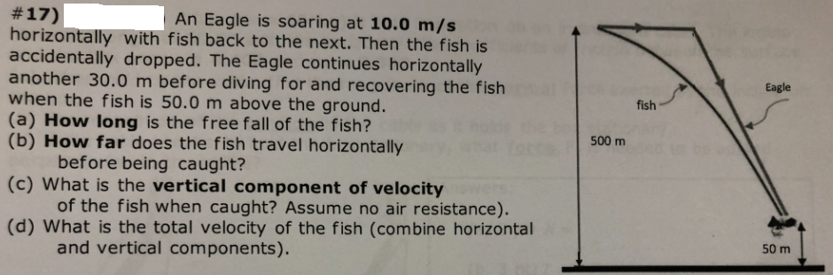 #17)
horizontally with fish back to the next. Then the fish is
accidentally dropped. The Eagle continues horizontally
another 30.0 m before diving for and recovering the fish
when the f ish is 50.0 m above the ground.
(a) How long is the free fall of the fish?
(b) How far does the fish travel horizontally
before being caught?
(c) What is the vertical component of velocity
of the fish when caught? Assume no air resistance).
(d) What is the total velocity of the fish (combine horizontal
and vertical components).
An Eagle is soaring at 10.0 m/s
Eagle
fish
500 m
50 m
