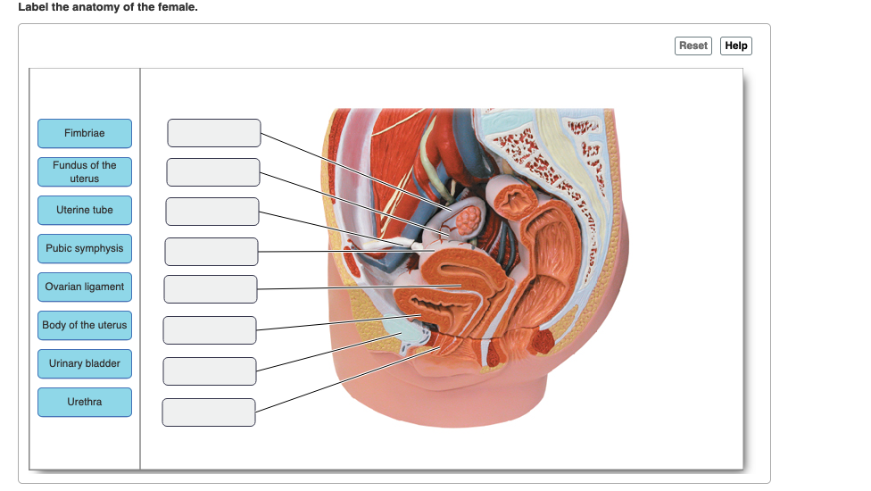 Label the anatomy of the female.
Fimbriae
Fundus of the
uterus
Uterine tube
Pubic symphysis
Ovarian ligament
Body of the uterus
Urinary bladder
Urethra
93
Reset Help