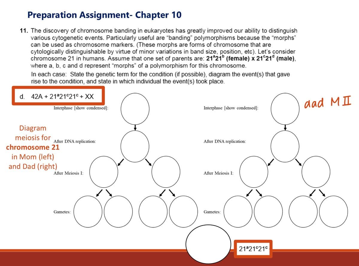 Preparation Assignment- Chapter 10
11. The discovery of chromosome banding in eukaryotes has greatly improved our ability to distinguish
various cytogenetic events. Particularly useful are "banding" polymorphisms because the "morphs"
can be used as chromosome markers. (These morphs are forms of chromosome that are
cytologically distinguishable by virtue of minor variations in band size, position, etc). Let's consider
chromosome 21 in humans. Assume that one set of parents are: 21ª21 (female) x 21°21ª (male),
where a, b, c and d represent "morphs" of a polymorphism for this chromosome.
In each case: State the genetic term for the condition (if possible), diagram the event(s) that gave
rise to the condition, and state in which individual the event(s) took place.
d. 42
21ª 1º + XX
Interphase [show condensed]:
Diagram
meiosis for
chromosome 21
in Mom (left)
and Dad (right)
After DNA replication:
After Meiosis I:
Interphase [show condensed]:
Gametes:
After DNA replication:
After Meiosis I:
·0000 oooo
Gametes:
dad MI
21ª21c21c