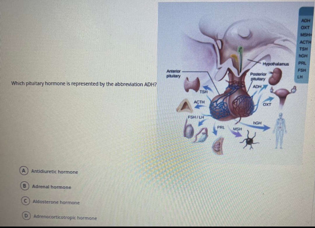 Which pituitary hormone is represented by the abbreviation ADH?
A Antidiuretic hormone
B
Adrenal hormone
C) Aldosterone hormone
D Adrenocorticotropic hormone
Anterior
pituitary
TSH
ACTH
FSH/LH
PRL
MSH
Hypothalamus
Posterior
pituitary
ADH
NGH
OXT
ADH
OXT
MSH=
ACTH
TSH
hGH
PRL
FSH
LH