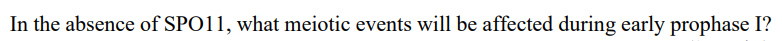 In the absence of SPO11, what meiotic events will be affected during early prophase I?
