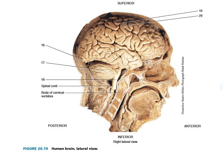 SUPERIOR
19
20
16
17
18
Spinal cord
Body of cervical -
vertebra
POSTERIOR
ANTERIOR
INFERIOR
Right lateral view
FIGURE 20.19 Human brain, lateral view.
Dissection Shawn Miller, Photograph Mark Nielsen
