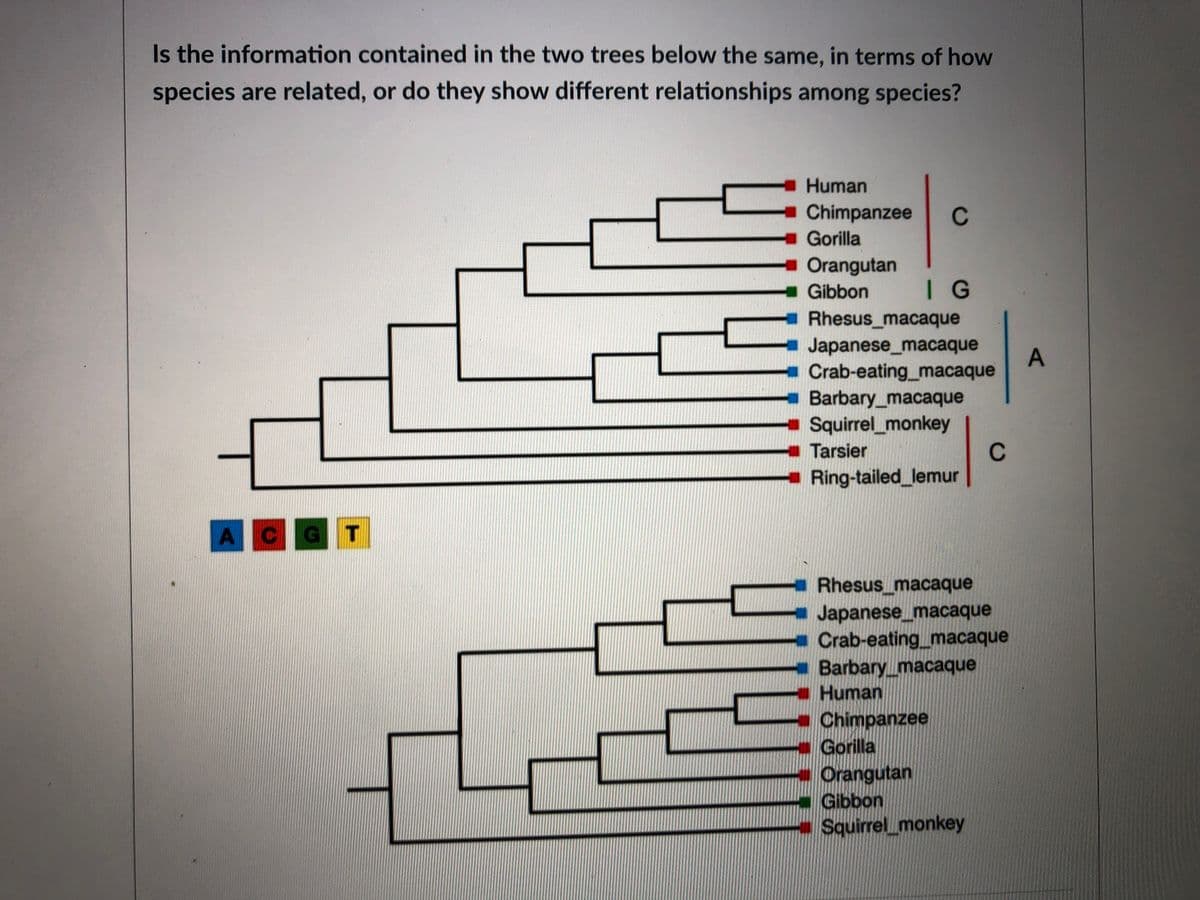 Is the information contained in the two trees belovw the same, in terms of how
species are related, or do they show different relationships among species?
Human
- Chimpanzee
C
Gorilla
- Orangutan
Gibbon
I G
Rhesus_macaque
Japanese_macaque
Crab-eating_macaque
Barbary_macaque
Squirrel_monkey
C
Ring-tailed_lemur
Tarsier
A CG
T
Rhesus_macaque
Japanese_macaque
Crab-eating_macaque
Barbarymacaque
Human
Chimpanzee
Gorilla
Orangutan
Gibbon
Squirrel_monkey
A,
