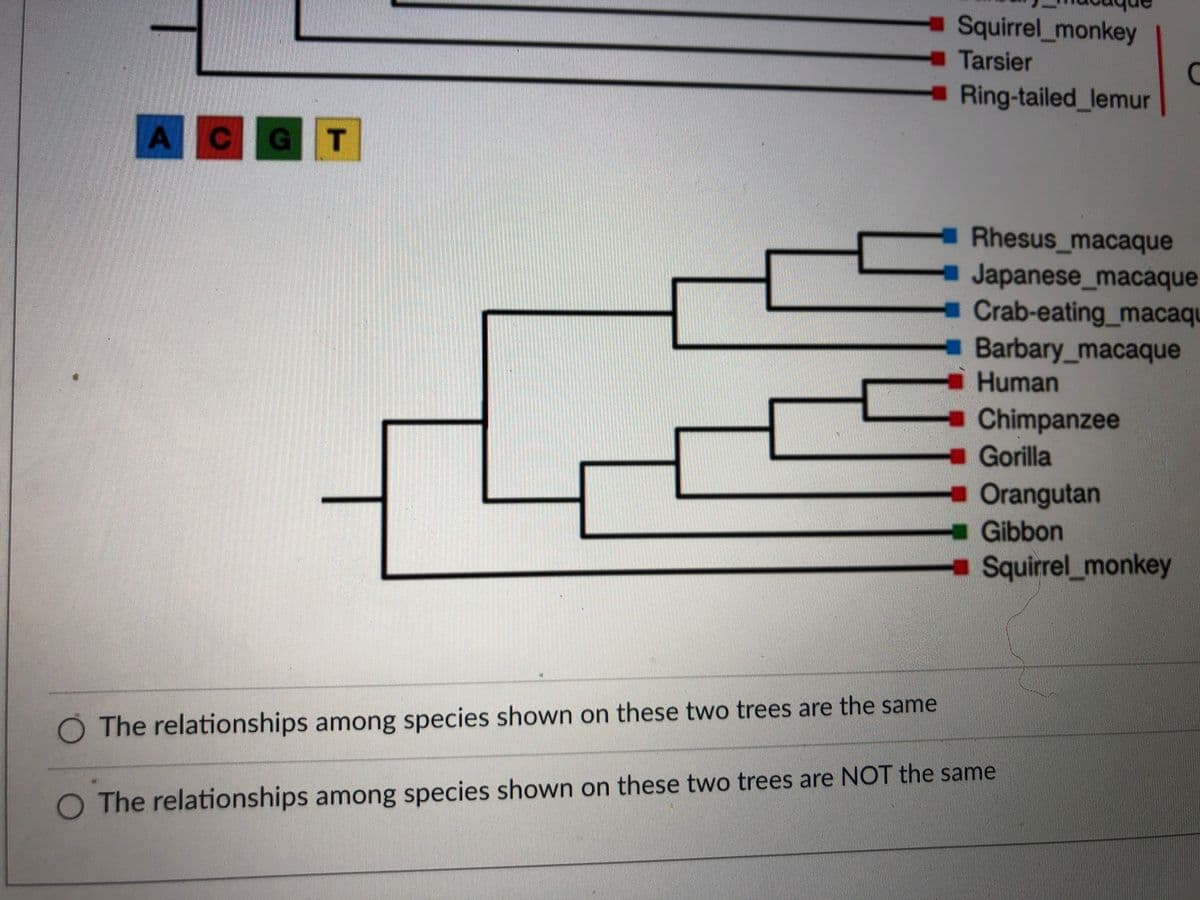 Squirrel_monkey
Tarsier
- Ring-tailed lemur
A CGT
Rhesus_macaque
Japanese_macaque
Crab-eating_macaqu
Barbary_macaque
Human
- Chimpanzee
- Gorilla
-Orangutan
- Gibbon
Squirrel_monkey
The relationships among species shown on these two trees are the same
The relationships among species shown on these two trees are NOT the same
