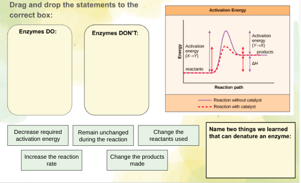 Drag and drop the statements to the
correct box:
Enzymes DO:
Decrease required
activation energy
Enzymes DON'T:
Remain unchanged
during the reaction
Increase the reaction
rate
Energy
Change the products
made
Activation
energy
(X+Y)
reactants
Change the
reactants used
Activation Energy
A
Activation
energy
(Y→X)
products
ΔΗ
Reaction path
Reaction without catalyst
Reaction with catalyst
Name two things we learned
that can denature an enzyme: