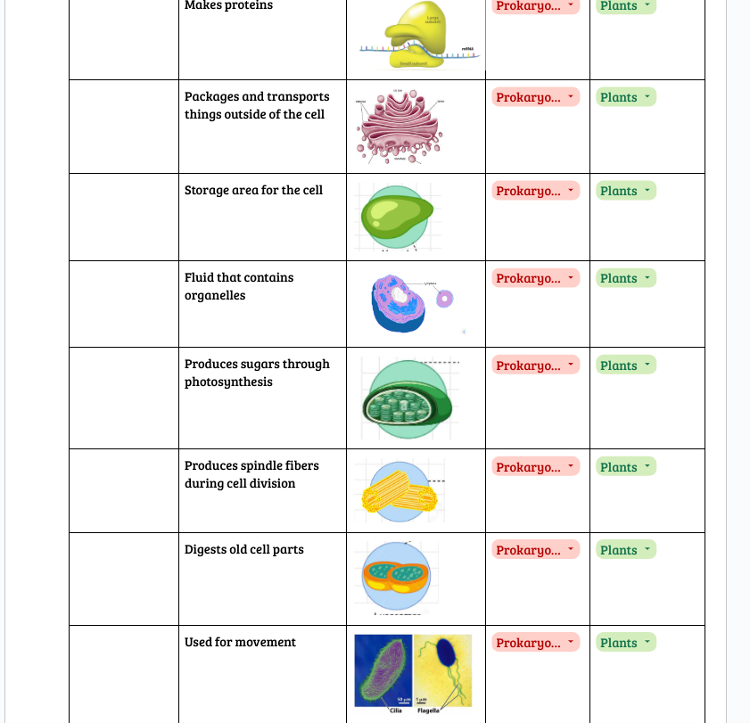 Makes proteins
Packages and transports
things outside of the cell
Storage area for the cell
Fluid that contains
organelles
Produces sugars through
photosynthesis
Produces spindle fibers
during cell division
Digests old cell parts
Used for movement
Jojo
L
50pm 1pm
Cilia
Flagella
Prokaryo...
Prokaryo...
Prokaryo...
Prokaryo...
Prokaryo...
Prokaryo...
Prokaryo...
Prokaryo...
Plants
Plants
Plants
Plants
Plants
Plants
Plants
Plants