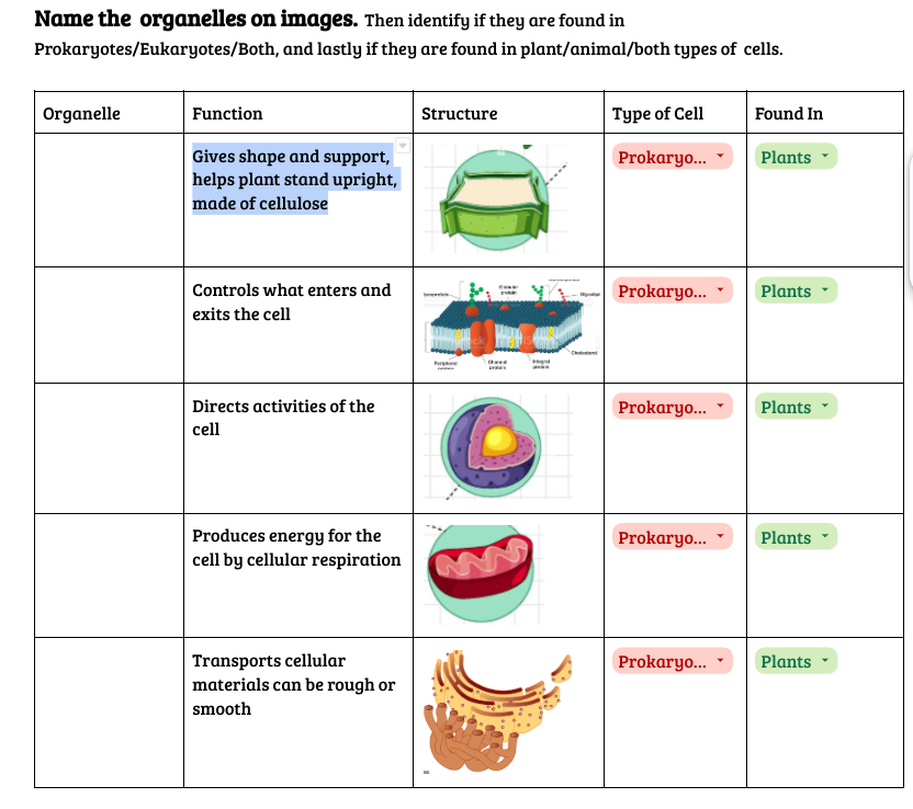 Name the organelles on images. Then identify if they are found in
Prokaryotes/Eukaryotes/Both, and lastly if they are found in plant/animal/both types of cells.
Organelle
Function
Gives shape and support,
helps plant stand upright,
made of cellulose
Controls what enters and
exits the cell
Directs activities of the
cell
Produces energy for the
cell by cellular respiration
Transports cellular
materials can be rough or
smooth
Structure
Chad
Type of Cell
Prokaryo...
Prokaryo...
Prokaryo...
Prokaryo...
Prokaryo...
Found In
Plants
Plants
Plants
Plants
Plants
