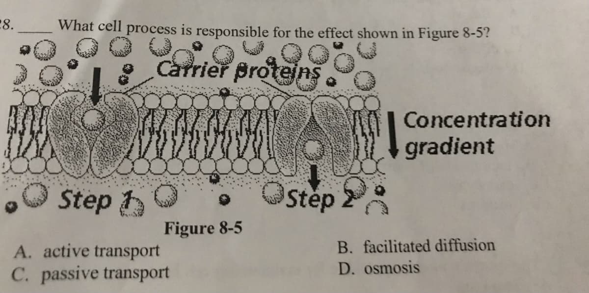 28.
What cell process is responsible for the effect shown in Figure 8-5?
Carrier Broteins
0| Concentration
gradient
Step h
Step
Figure 8-5
A. active transport
B. facilitated diffusion
C. passive transport
D. osmosis
