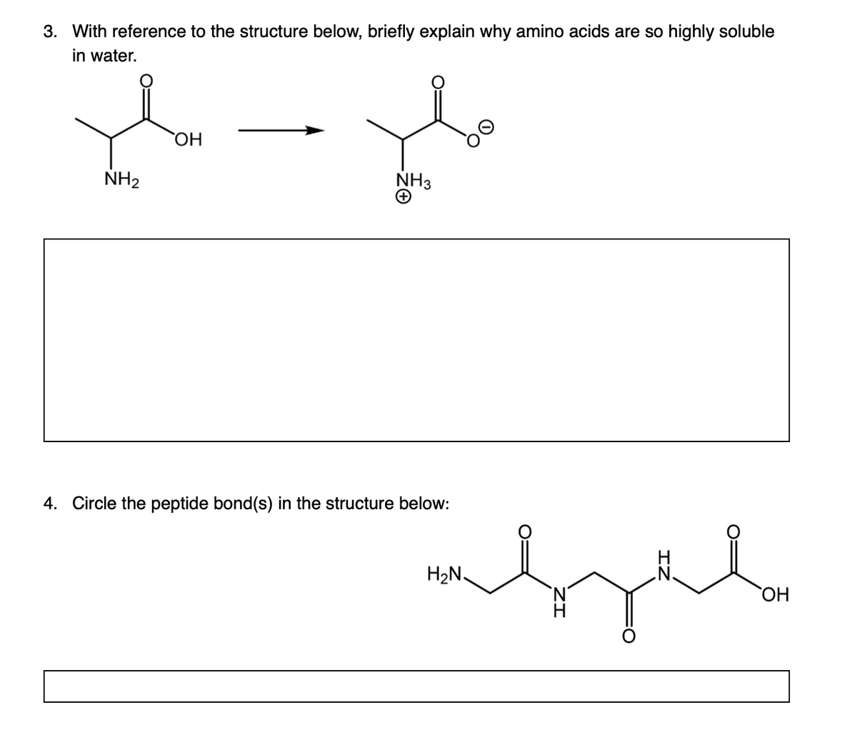 3. With reference to the structure below, briefly explain why amino acids are so highly soluble
in water.
OH
NH₂
4. Circle the peptide bond(s) in the structure below:
H₂N
abgel
OH
ملا
NH3