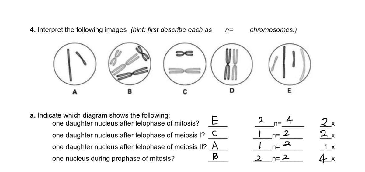 4. Interpret the following images (hint: first describe each as
A
a. Indicate which diagram shows the following:
n=
one daughter nucleus after telophase of mitosis?
one daughter nucleus after telophase of meiosis I? C
one daughter nucleus after telophase of meiosis II? A
one nucleus during prophase of mitosis?
woldal
D
chromosomes.)
①
|
I
2
2 4
n=
n=
E
n=
2
2
_n=2
2x
2x
_1_x
4x