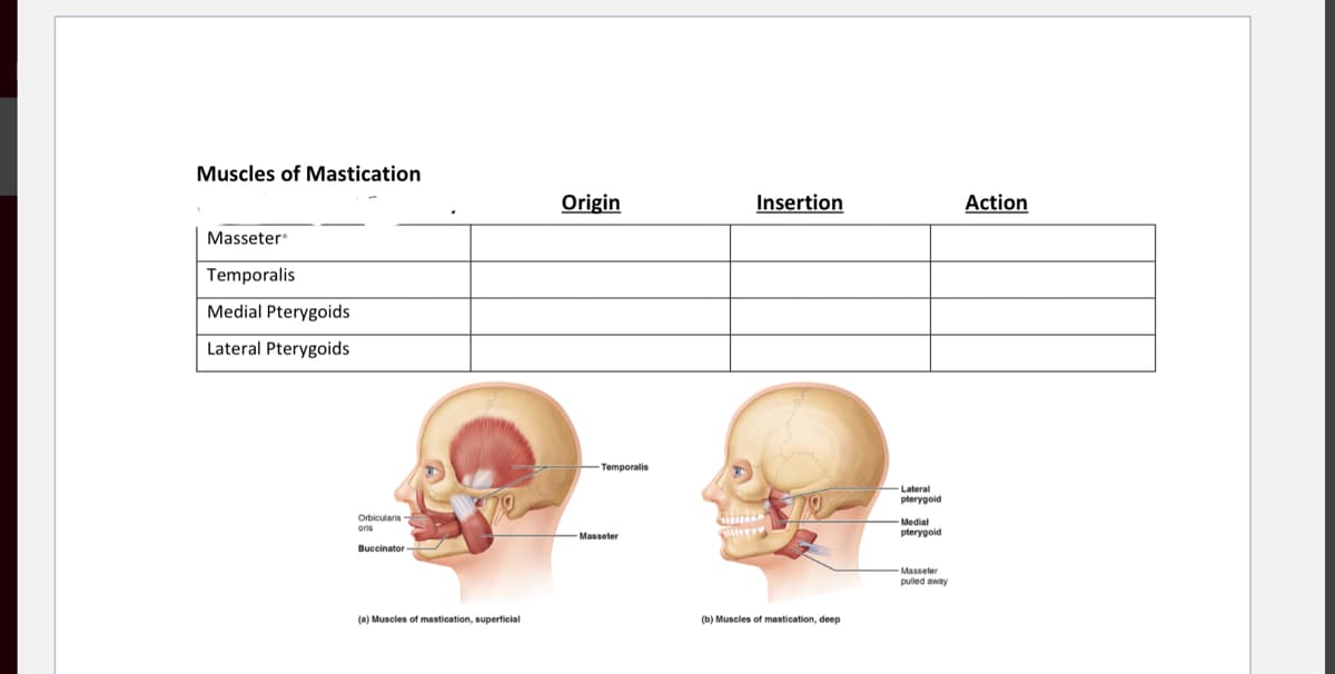 Muscles of Mastication
Origin
Insertion
Action
Masseter
Temporalis
Medial Pterygoids
Lateral Pterygoids
Temporalis
Lateral
pterygold
Orbicularis
Medial
Masseter
pterygoid
Buccinator
Masseter
pulled away
(a) Muscles of mastication, superficial
(b) Muscles of mastication, deep
