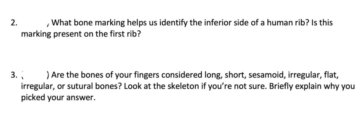 2.
What bone marking helps us identify the inferior side of a human rib? Is this
marking present on the first rib?
3.
) Are the bones of your fingers considered long, short, sesamoid, irregular, flat,
irregular, or sutural bones? Look at the skeleton if you're not sure. Briefly explain why you
picked your answer.
