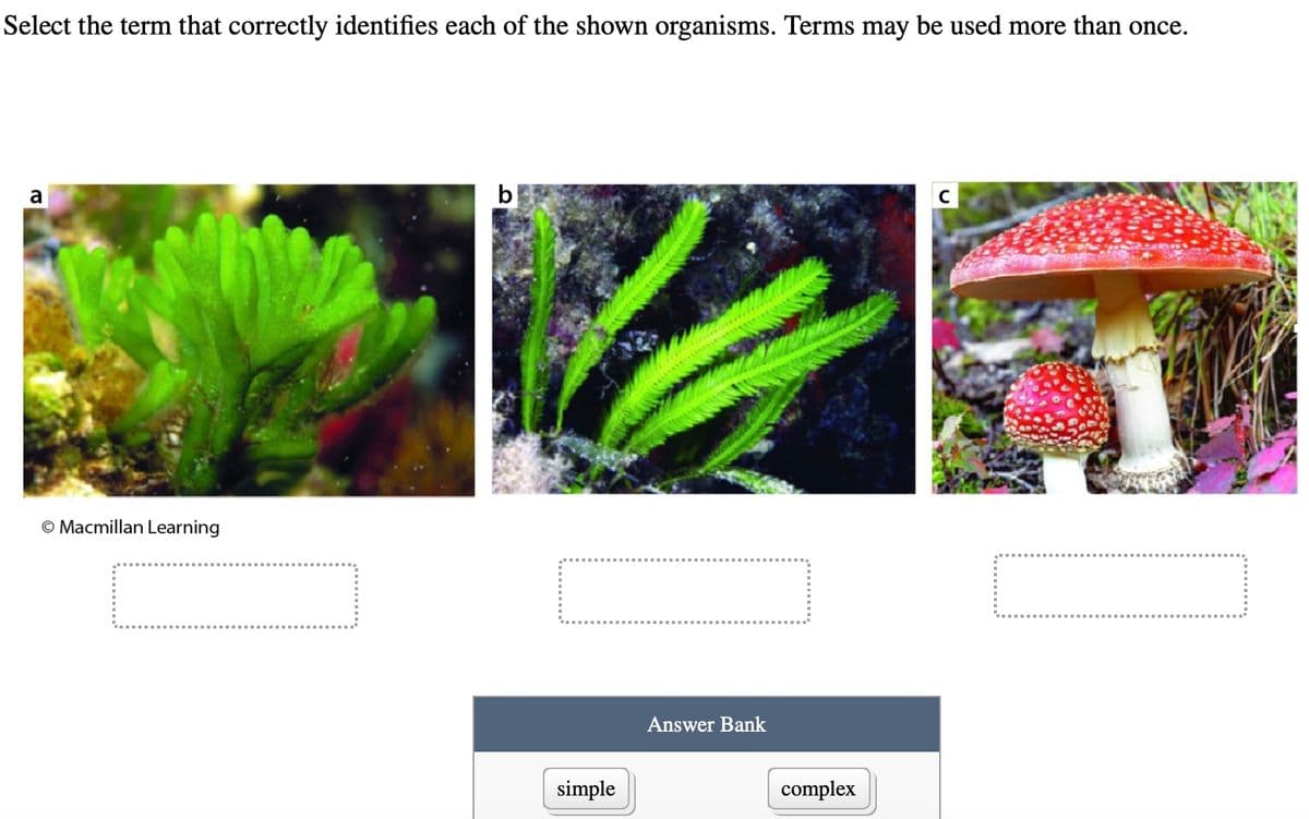 Select the term that correctly identifies each of the shown organisms. Terms may be used more than once.
a
Ⓒ Macmillan Learning
b
simple
Answer Bank
complex
C