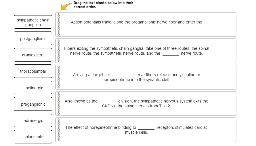 sympathetic chain
ganglion
postganglionic
craniosacral
thoracolumbar
cholinergic
preganglionic
adrenergic
splanchnic
AAAAAAAAAAAW
MMMMMMMMMMMMMMMMMMMMMMMMMMMMMMMMMMMMM
Drag the text blocks below into their
correct order.
Action potentials travel along the preganglionic nerve fiber and enter the
Fibers exiting the sympathetic chain ganglia, take one of three routes: the spinal
nerve route, the sympathetic nerve route, and the
nerve route.
Arriving at target cells,
Also known as the
nerve fibers release acetylcholine or
norepinephrine into the synaptic cleft.
division, the sympathetic nervous system exits the
CNS via the spinal nerves from T1-L2.
The effect of norepinephrine binding to
muscle cells.
receptors stimulates cardiac