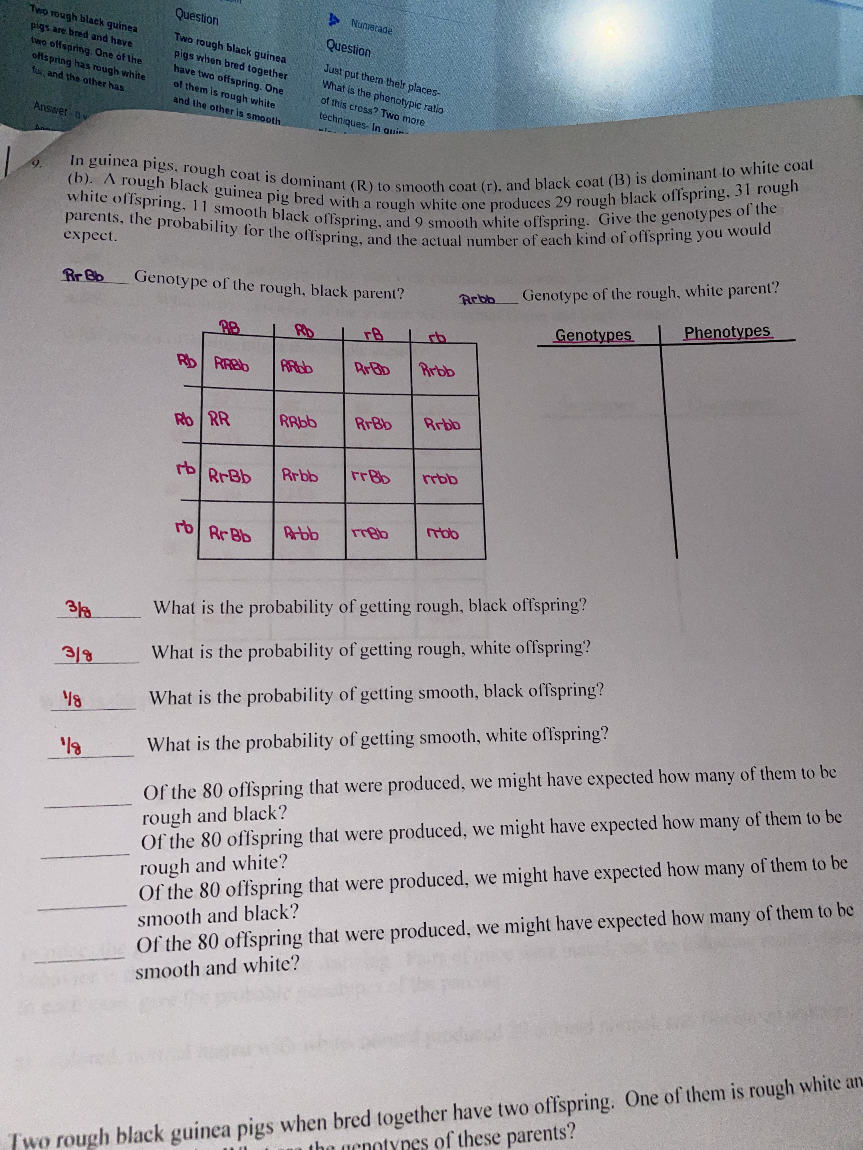 Question
A Numerade
Two rough black guinea
Question
pigs are bred and have
twwo offspring. One of the
oftspring has rough white
fur and the other has.
Two rough black guinea
pigs when bred together
have two offspring. One
of them is rough white
Just put them thelr places-
What is the phenotypic ratio
of this cross? Two more
and the other is smooth
techniques- In quin-
Answer Ov
of the
genotypes
would
9.
expect.
Genotype of the rough, white parent?
Rr Bb
Genotype of the rough, black parent?
Phenotypes
Genotypes
Rb RRBB
Rb RR
BrBb
rb Rr Bb
What is the probability of getting rough, black offspring?
What is the probability of getting rough, white offspring?
B/E
What is the probability of getting smooth, black offspring?
Of the 80 offspring that were produced, we might have expected how many of them to be
rough and black?
Of the 80 offspring that were produced, we might have expected how many of them to be
rough and white?
Of the 80 offspring that were produced, we might have expected how many of them to be
What is the probability of getting smooth, white offspring?
smooth and black?
Of the 80 offspring that were produced, we might have expected how many of them to be
smooth and white?
Two rough black guinea pigs when bred together have two offspring. One of them is rough white an
the genotypes of these parents?
