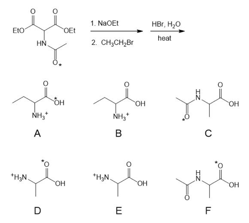 1. NaOEt
HBr, H2O
EtO
OEt
heat
HN.
2. CH;CH,Br
OH
Но
NH,*
NH3*
А
C
*H3N
*H;N.
OH
OH
OH
E
F
