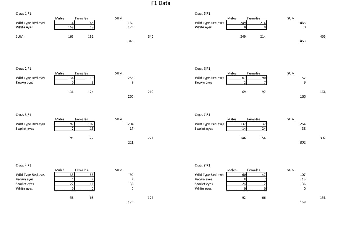 Cross 1 F1
Wild Type Red eyes
White eyes
SUM
Cross 2 F1
Wild Type Red eyes
Brown eyes
Cross 3 F1
Wild Type Red eyes
Scarlet eyes
Cross 4 F1
Wild Type Red eyes
Brown eyes
Scarlet eyes
White eyes
Males
Males
Males
Males
4
159
163
136
0
136
97
2
99
35
11
22
0
58
Females
165
17
182
Females
119
124
Females
5
107
15
122
Females
55
2
11
0
68
SUM
SUM
SUM
SUM
169
176
345
255
5
260
204
17
221
90
3
33
0
126
F1 Data
345
260
221
126
Cross 5 F1
Wild Type Red eyes
White eyes
Cross 6 F1
Wild Type Red eyes
Brown eyes
Cross 7 F1
Wild Type Red eyes
Scarlet eyes
Cross 8 F1
Wild Type Red eyes
Brown eyes
Scarlet eyes
White eyes
Males
Males
Males
Males
249
0
249
67
2
69
132
14
146
60
8
24
0
92
Females
214
0
214
Females
Females
90
7
Females
97
132
24
156
47
7
12
0
66
SUM
SUM
SUM
SUM
463
0
463
157
9
166
264
38
302
107
15
36
0
158
463
166
302
158