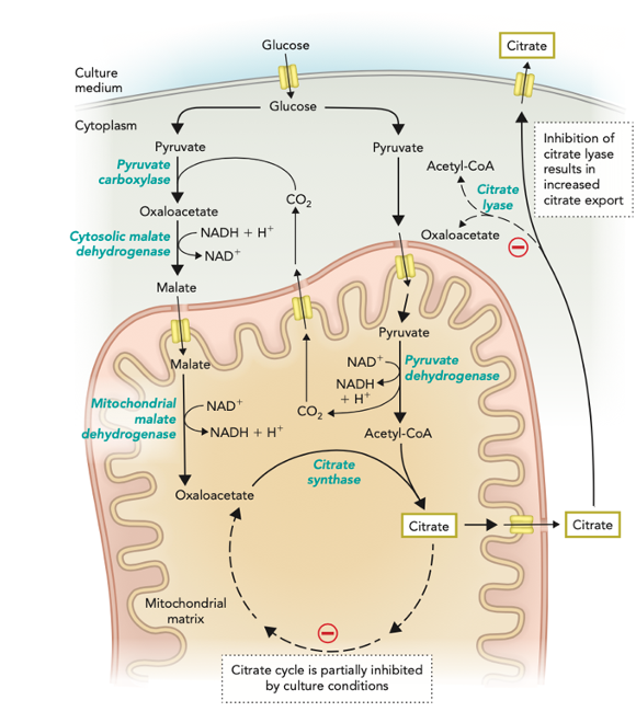 Glucose
Citrate
Culture
medium
Glucose
Cytoplasm
Inhibition of
Pyruvate
Pyruvate
carboxylase
Pyruvate
citrate lyase
results in
Acetyl-CoA
\ Citrate
lyase
increased
citrate export
Oxaloacetate
NADH + H*
Oxaloacetate
Cytosolic malate
dehydrogenase
NAD*
Malate
Pyruvate
Pyruvate
dehydrogenase
+ H*
Malate
NAD
NADH
Mitochondrial
malate
dehydrogenase NADH + H*
- NAD*
Acetyl-CoA
Citrate
synthase
Oxaloacetate
Citrate
Citrate
Mitochondrial
matrix
Citrate cycle is partially inhibited
by culture conditions
